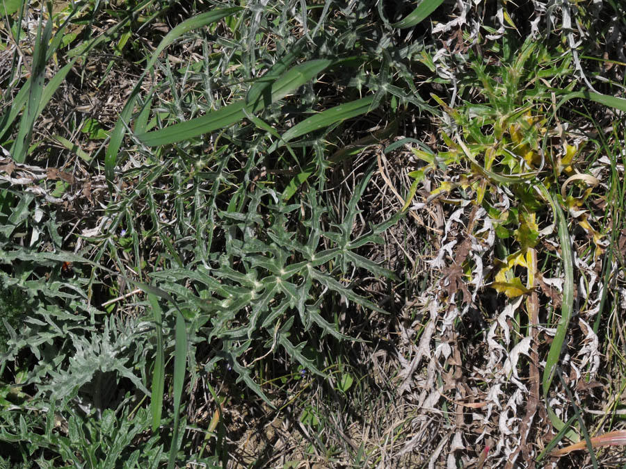 Cynara cardunculus maremmano
